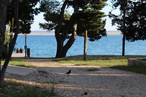 a bird sitting on the sand near the water at Camp Sibuljina in Šibuljina
