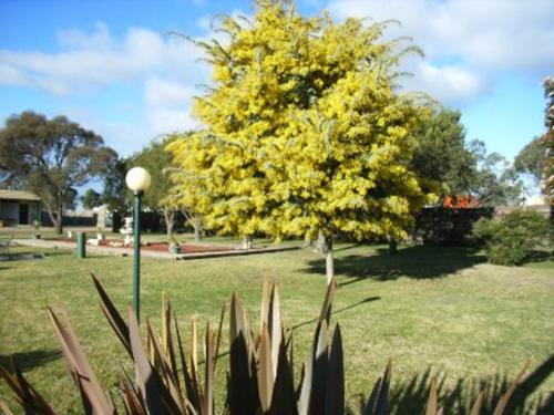 Κήπος έξω από το Bairnsdale Main Motel