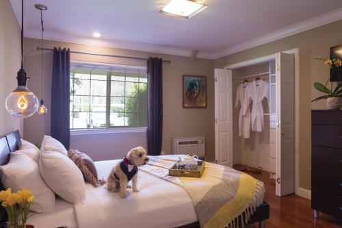 un perro sentado en una cama en un dormitorio en The Lodge at Blue Lakes, en Upper Lake