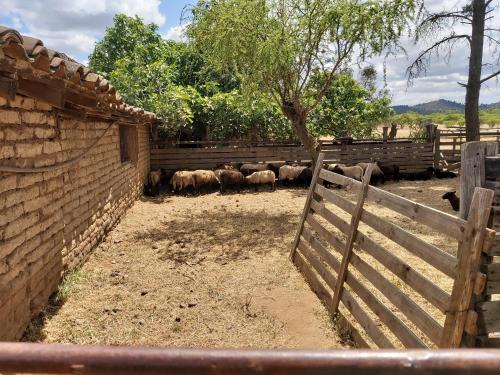 a herd of animals in a pen with a fence at Willy's Country Club Cauquenes in De Cauquenes