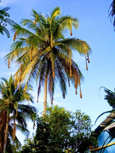 a palm tree with hanging coconuts on it at Cabaña Villa Sofi in Nuquí