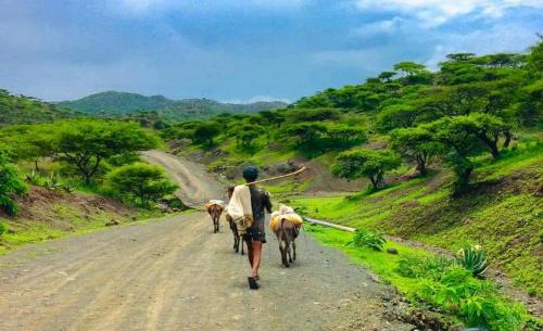 a man walking down a dirt road with two animals at Honey Guest House in Lalībela