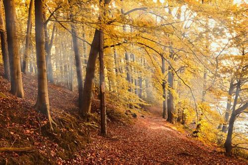 a path in a forest with trees and a body of water at Appartement d'une chambre avec terrasse et wifi a Penne d'Agenais in Penne-dʼAgenais