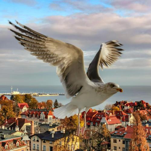 a white bird flying over a city at Pokoje przy plaży z widokiem na morze in Sopot
