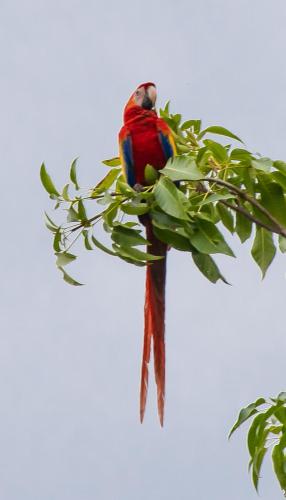 a red and blue bird sitting on a tree branch at La Ponderosa in Pavones