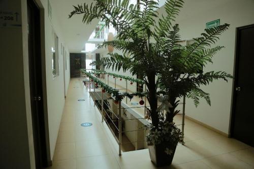 a hallway with a potted plant in a building at Hotel Boutique Boca - Veracruz in Boca del Río