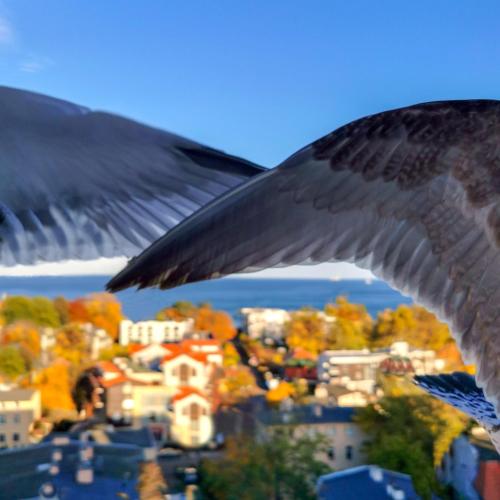 a close up of a bird flying over a city at Pokoje przy plaży z widokiem na morze in Sopot
