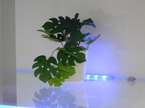 a green plant in a white vase on a table at Apartments Mateo in Zagreb