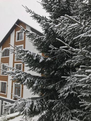 a snow covered pine tree in front of a building at Konopka Forest Home & SPA in Bukovel