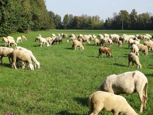 a herd of sheep grazing in a field of grass at Corte Isolo in Goito