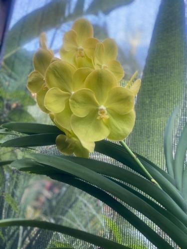 Orquídea Café – Photos 2