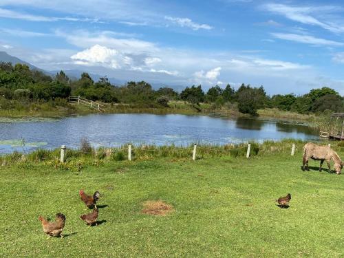 un groupe de poulets et un lama dans un champ près d'un lac dans l'établissement ECO Lodge Villa Villekula, à The Crags