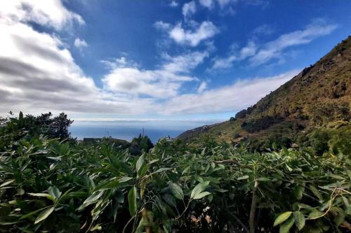 a field of banana plants in front of a mountain at Casa Rural La Resbala - Casa Drago in La Orotava