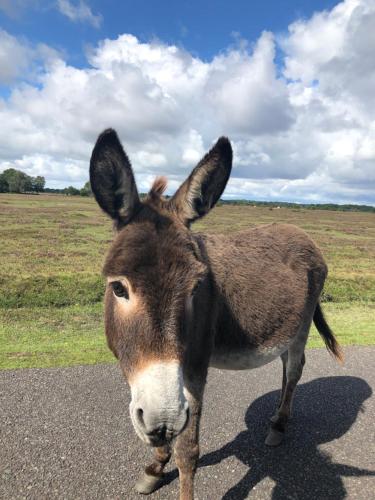 a donkey standing in the middle of a road at Spire View - New Forest Holiday Home in Lyndhurst