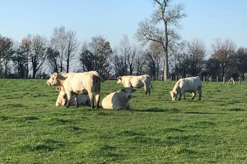 a group of cows standing and laying in a field at Suite & Spa Maison de charmes avec Sauna & Hammam in Audrieu