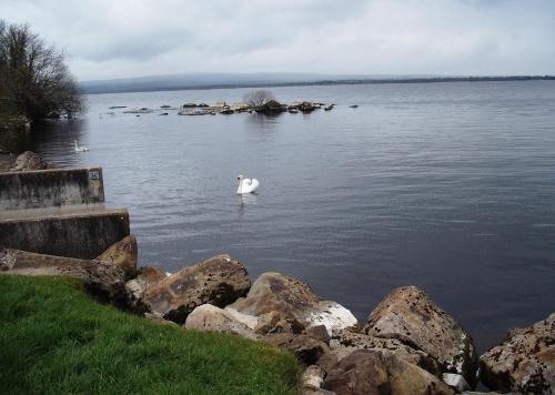 a swan swimming in the water near some rocks at Maryville Bed and Breakfast in Nenagh