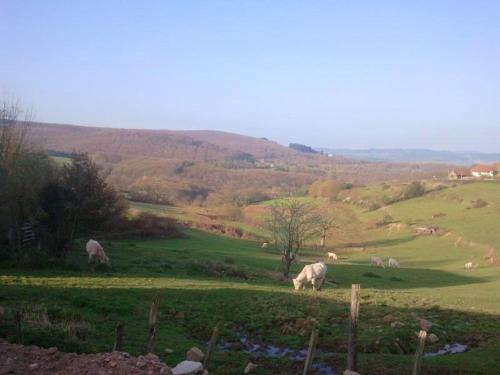 a group of animals grazing in a grassy field at Maison charmante à La Vineuse avec jardin clôturé in La Vineuse