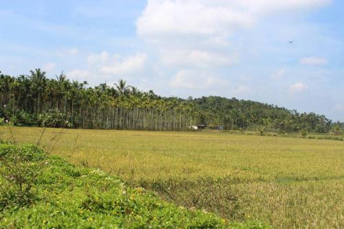 a large field of grass with trees in the background at Wayal Wayanad Twin Villa in Panamaram