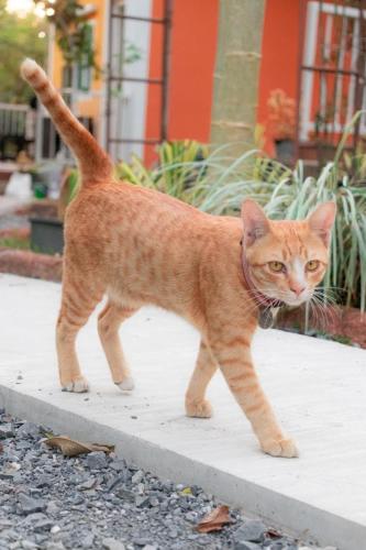 an orange cat walking on a sidewalk at The Creek Villa in Loei