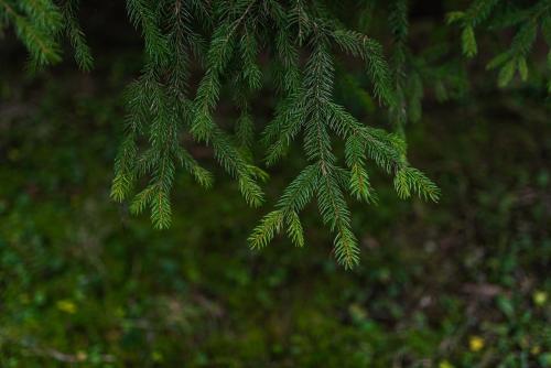 a close up of a pine tree branch at Zauberhaft im Naturpark Altmühltal in Greding