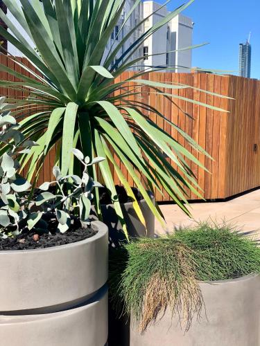 two potted plants in front of a wooden fence at Regents Court Sydney in Sydney