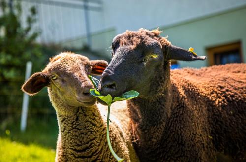 アパートメントの敷地内または近くにいる動物