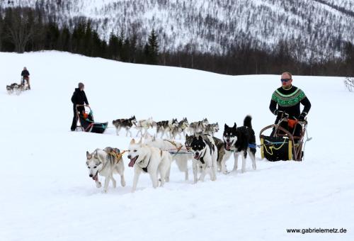 a man being pulled by a group of dogs in the snow at Skagi Bed & Lodge in Skaland