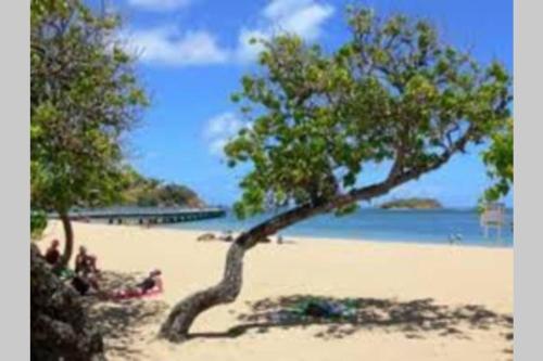 a tree on a beach with people laying on the sand at Le Paradis de la Baie 4 couchages à 2 Minutes des plages de TARTANE tout équipé in La Trinité