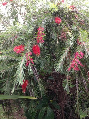 a tree with red flowers on it at Copperbelt Executive Accommodation Ndola, Zambia in Ndola