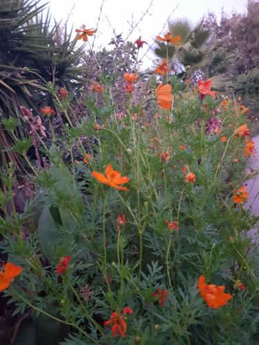 a bunch of orange flowers in a garden at Eleni B&B in Limánion