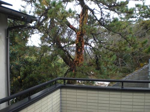 a giraffe in a tree on a balcony at Minato Oasis Numazu / 沼津観光の中心、伊豆観光の拠点に好立地！沼津港に位置し交通・飲食・コンビニ等至便です！ in Numazu
