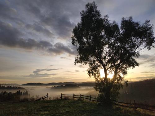 a tree on a hill with a foggy field with the sunset at B & B CUORE TOSCANO in Collesalvetti