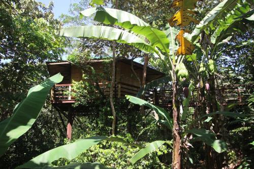 una casa en el árbol en medio de un bosque en TREEHOUSE PILON PAVONES, en Pavones