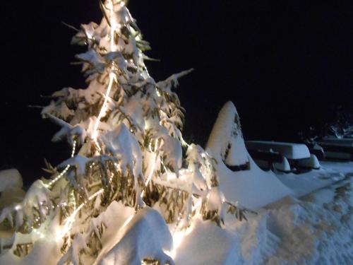 a christmas tree covered in snow at night at Agriturismo La Casa Nei Boschi in Colderù