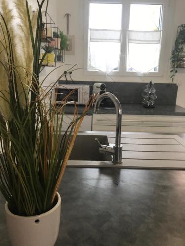 uma cozinha com um lavatório e um vaso de plantas em Maison 4 chambres jardin et parking em Déols