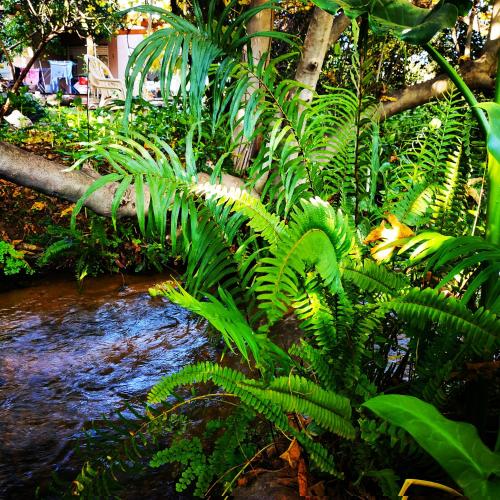a jungle with green plants next to a stream at Cute Apartment hagoshrim in Hagoshrim