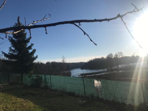 a sheep standing in a field behind a fence at A&R Kaszuby Natura Dom Wypoczynek in Gowidlino