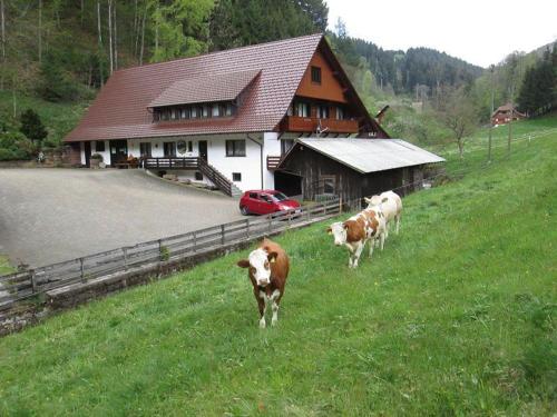 drei Kühe stehen auf einem Feld vor einem Haus in der Unterkunft Hinterkimmighof in Oberharmersbach