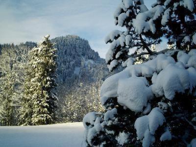 a snow covered tree in a snow covered forest at Falkenberg-Wohnung-211 in Oberstdorf