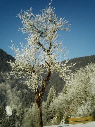 ein schneebedeckter Baum mitten im Wald in der Unterkunft Falkenberg Wohnung 211 in Oberstdorf