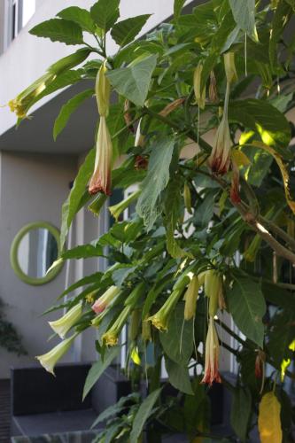 a bunch of flowers hanging from a tree at Allegra Dalila Casa Hotel-Arte in Tandil