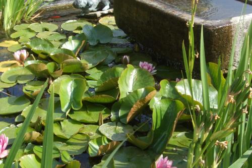 a pond with green lily pads and pink flowers at Rectory Manor in Lavenham