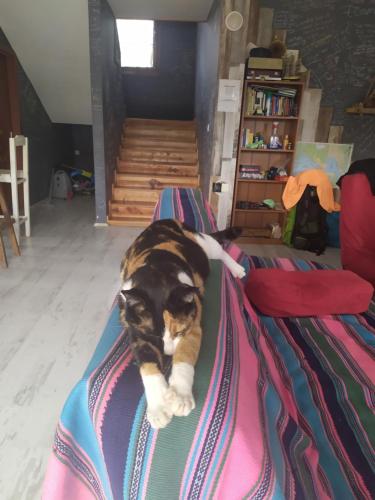 Domácí mazlíčci ubytovaní s hosty v ubytování Chillsteps Hostel