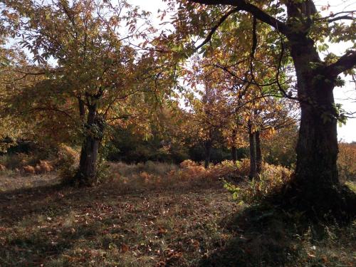 two trees in a field with leaves on the ground at Casa nel bosco, Appennino Tosco Emiliano in Camugnano