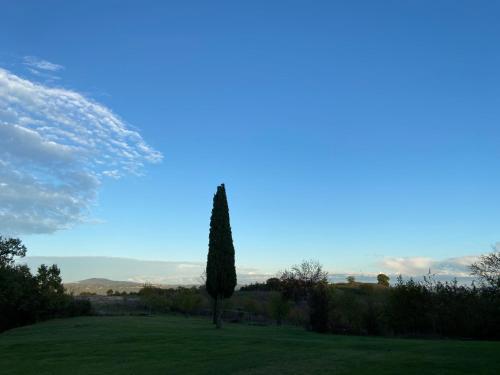 a tree in a field with a blue sky at Agriturismo Spazzavento in Palazzone