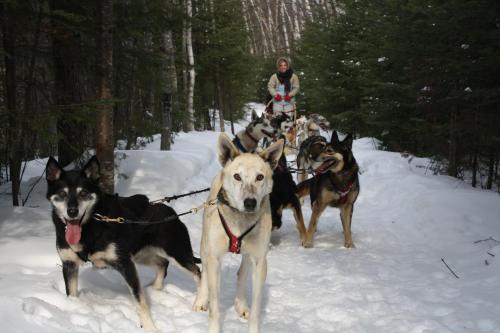 a group of dogs pulling a person on a sleigh in the snow at Kan-à-Mouche Pourvoirie Auberge et Chalets in Saint-Michel-des-Saints