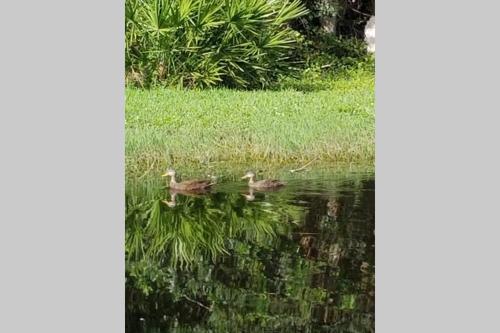 a group of ducks swimming in the water at Bonita Oasis in Bonita Springs