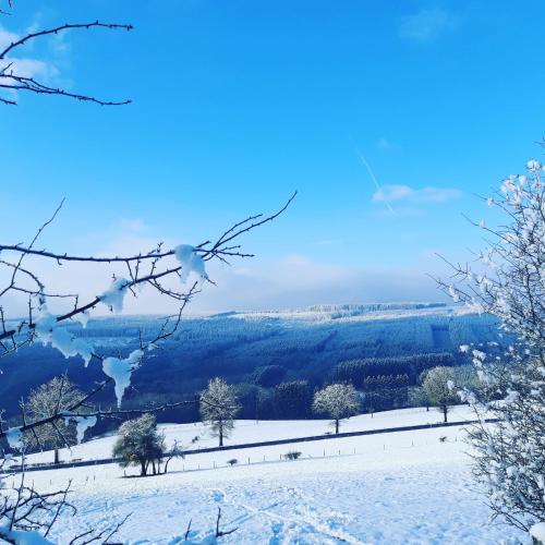 a snow covered field with trees in the distance at B&B Caprice d'Epices in Francorchamps