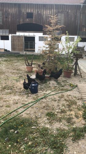 a group of black cats standing in a yard at Beim-Hofbauer in Tittmoning