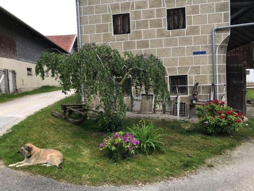 a dog laying in the grass next to a building at Beim-Hofbauer in Tittmoning